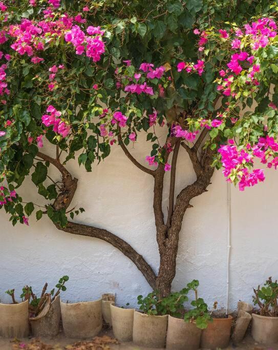 Montellano Ranchito De Alhucemas,Piscina Privada Y Barbacoaヴィラ エクステリア 写真
